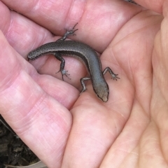 Lampropholis delicata at Aranda, ACT - 12 Dec 2019 01:06 PM