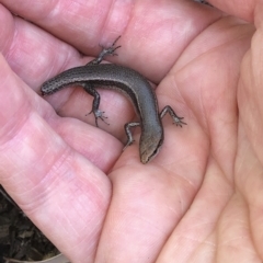 Lampropholis delicata at Aranda, ACT - 12 Dec 2019