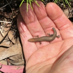 Lampropholis delicata at Aranda, ACT - 12 Dec 2019 01:06 PM