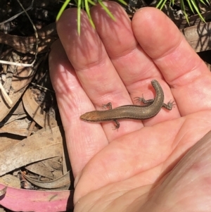 Lampropholis delicata at Aranda, ACT - 12 Dec 2019 01:06 PM