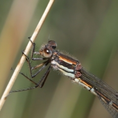 Austrolestes psyche (Cup Ringtail) at Acton, ACT - 9 Dec 2019 by TimL