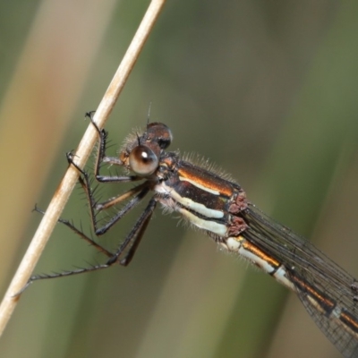 Austrolestes psyche (Cup Ringtail) at Acton, ACT - 8 Dec 2019 by TimL