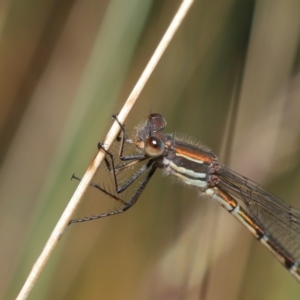 Austrolestes psyche at Acton, ACT - 9 Dec 2019