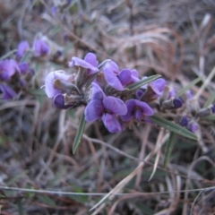 Hovea heterophylla (Common Hovea) at Mount Taylor - 16 Aug 2015 by AndrewZelnik