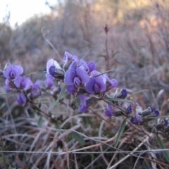 Hovea heterophylla at Kambah, ACT - 16 Aug 2015