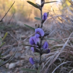 Hovea heterophylla at Kambah, ACT - 16 Aug 2015