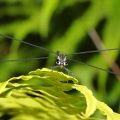 Austroargiolestes icteromelas (Common Flatwing) at ANBG - 8 Dec 2019 by TimL