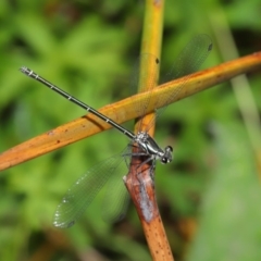 Austroargiolestes icteromelas at Acton, ACT - 9 Dec 2019 08:47 AM