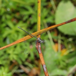 Austroargiolestes icteromelas at Acton, ACT - 9 Dec 2019 08:47 AM