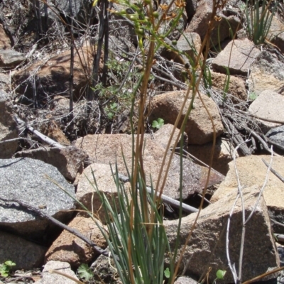 Bulbine glauca (Rock Lily) at Tuggeranong DC, ACT - 1 Jan 2009 by AndrewZelnik