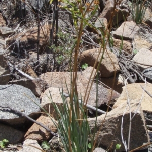 Bulbine glauca at Tuggeranong DC, ACT - 1 Jan 2009