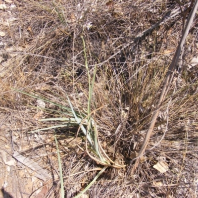 Dianella sp. aff. longifolia (Benambra) (Pale Flax Lily, Blue Flax Lily) at Capital Hill, ACT - 12 Dec 2019 by MichaelMulvaney