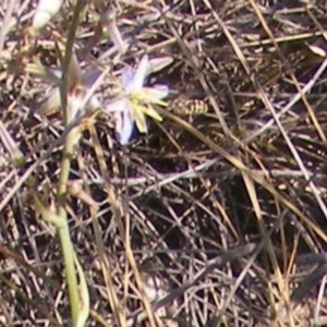 Dianella sp. aff. longifolia (Benambra) at Capital Hill, ACT - 12 Dec 2019