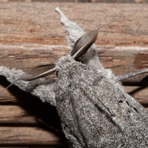 Endoxyla nubila at Symonston, ACT - 8 Dec 2019 08:18 PM