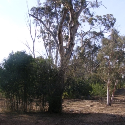 Eucalyptus melliodora (Yellow Box) at Red Hill to Yarralumla Creek - 10 Dec 2019 by MichaelMulvaney