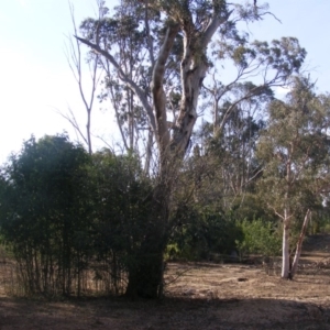 Eucalyptus melliodora at Hughes, ACT - 10 Dec 2019