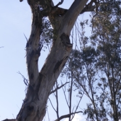 Eucalyptus melliodora at Hughes, ACT - 10 Dec 2019