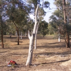 Eucalyptus sp. (dead tree) (Dead Hollow-bearing Eucalypt) at Hughes, ACT - 10 Dec 2019 by MichaelMulvaney