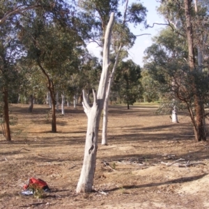 Eucalyptus sp. (dead tree) at Hughes, ACT - 10 Dec 2019