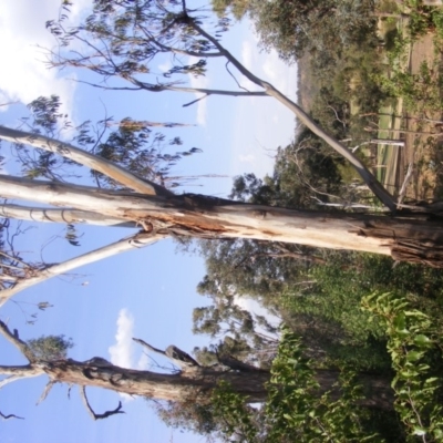 Eucalyptus bicostata (Southern Blue Gum, Eurabbie) at Federal Golf Course - 10 Dec 2019 by MichaelMulvaney