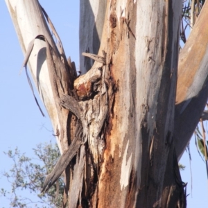 Eucalyptus globulus subsp. bicostata at Hughes, ACT - 10 Dec 2019