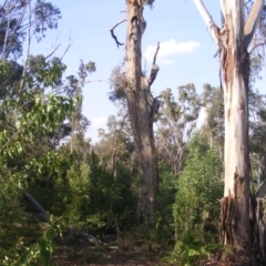 Eucalyptus melliodora (Yellow Box) at Red Hill to Yarralumla Creek - 10 Dec 2019 by MichaelMulvaney