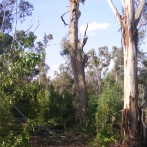 Eucalyptus melliodora at Hughes, ACT - 10 Dec 2019