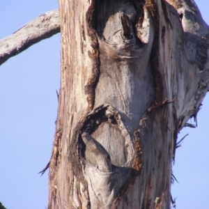 Eucalyptus melliodora at Hughes, ACT - 10 Dec 2019