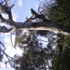 Eucalyptus melliodora (Yellow Box) at Red Hill to Yarralumla Creek - 10 Dec 2019 by MichaelMulvaney