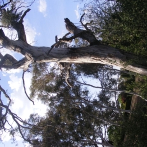 Eucalyptus melliodora at Hughes, ACT - 10 Dec 2019