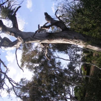 Eucalyptus melliodora (Yellow Box) at Hughes, ACT - 10 Dec 2019 by MichaelMulvaney