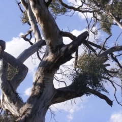 Eucalyptus melliodora at Hughes, ACT - 10 Dec 2019 05:36 PM