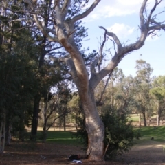 Eucalyptus sp. (dead tree) (Dead Hollow-bearing Eucalypt) at Hughes, ACT - 10 Dec 2019 by MichaelMulvaney