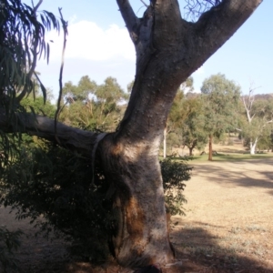 Eucalyptus sp. (dead tree) at Hughes, ACT - 10 Dec 2019