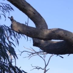 Eucalyptus sp. (dead tree) (Dead Hollow-bearing Eucalypt) at Hughes, ACT - 10 Dec 2019 by MichaelMulvaney