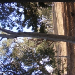 Eucalyptus sp. (dead tree) at Hughes, ACT - 10 Dec 2019