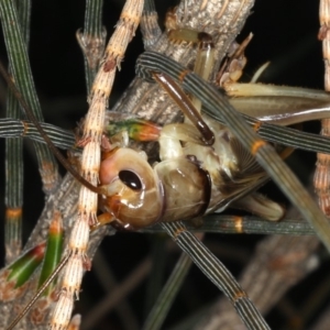 Gryllacrididae (family) at Rosedale, NSW - 14 Nov 2019 08:17 PM