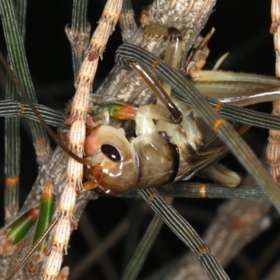 Gryllacrididae (family) (Unidentified Raspy Cricket) at Rosedale, NSW - 14 Nov 2019 by jbromilow50