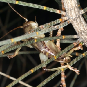 Gryllacrididae (family) at Rosedale, NSW - 14 Nov 2019 08:17 PM