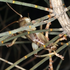 Gryllacrididae (family) at Rosedale, NSW - 14 Nov 2019