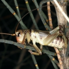 Gryllacrididae (family) at Rosedale, NSW - 14 Nov 2019 08:17 PM