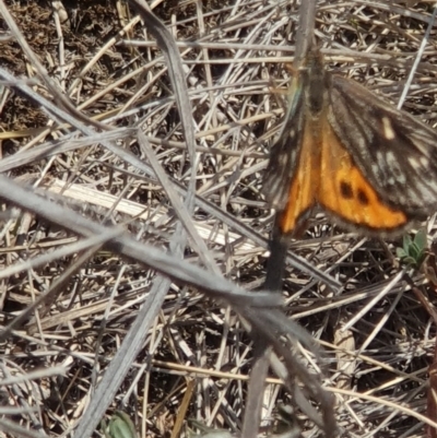 Synemon collecta (Striated Sun Moth) at Namadgi National Park - 11 Dec 2019 by Sherwood
