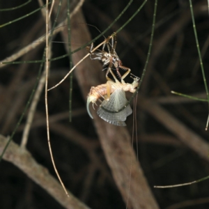 Gryllacrididae (family) at Rosedale, NSW - 14 Nov 2019