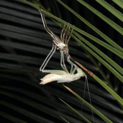 Unidentified Katydid (Tettigoniidae) at Rosedale, NSW - 14 Nov 2019 by jb2602