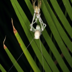 Austrosalomona sp. (genus) at Rosedale, NSW - 14 Nov 2019