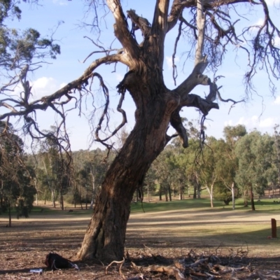 Eucalyptus sp. (dead tree) (Dead Hollow-bearing Eucalypt) at Federal Golf Course - 10 Dec 2019 by MichaelMulvaney