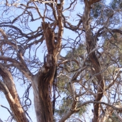 Eucalyptus sp. (dead tree) at Hughes, ACT - 10 Dec 2019 05:53 PM