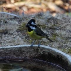 Falcunculus frontatus (Eastern Shrike-tit) at Wyndham, NSW - 8 Dec 2019 by JoyGeorgeson