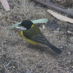 Pachycephala pectoralis (Golden Whistler) at Wyndham, NSW - 7 Dec 2019 by Volplana