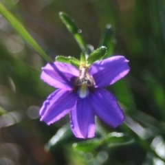 Scaevola ramosissima (Hairy Fan-flower) at Quaama, NSW - 31 Dec 2013 by FionaG